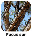 Ficus sur